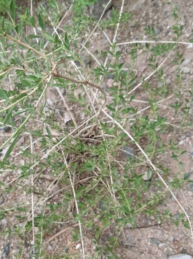 Lippia 5