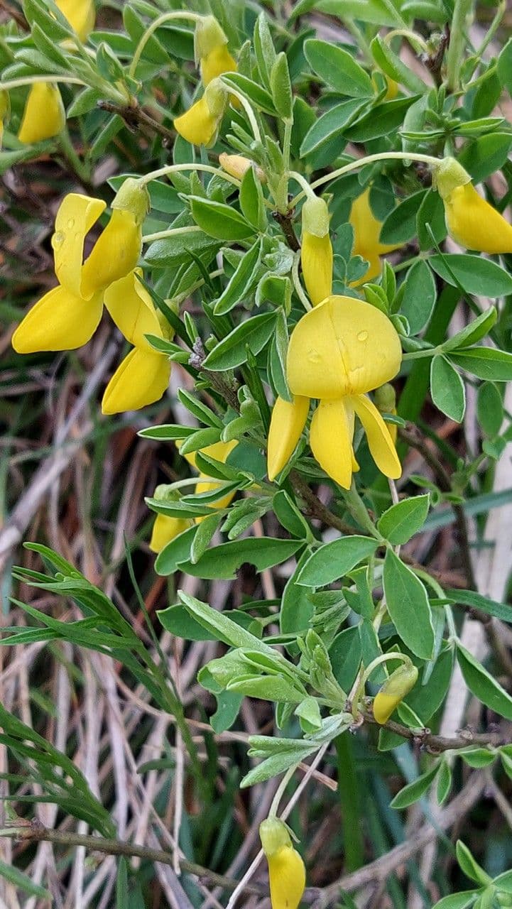 Ginestra 7