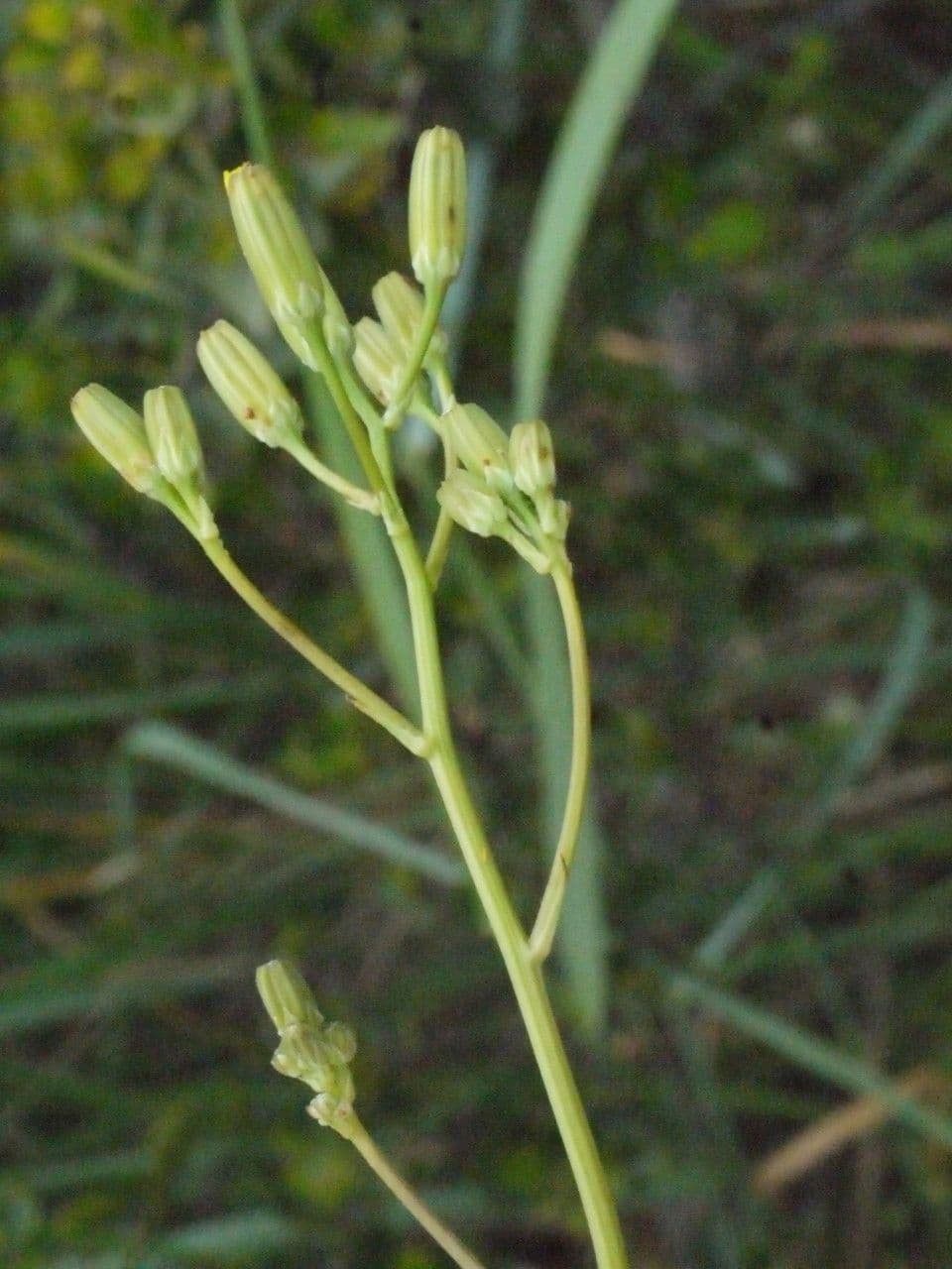 Schöne Gänsedistel 27