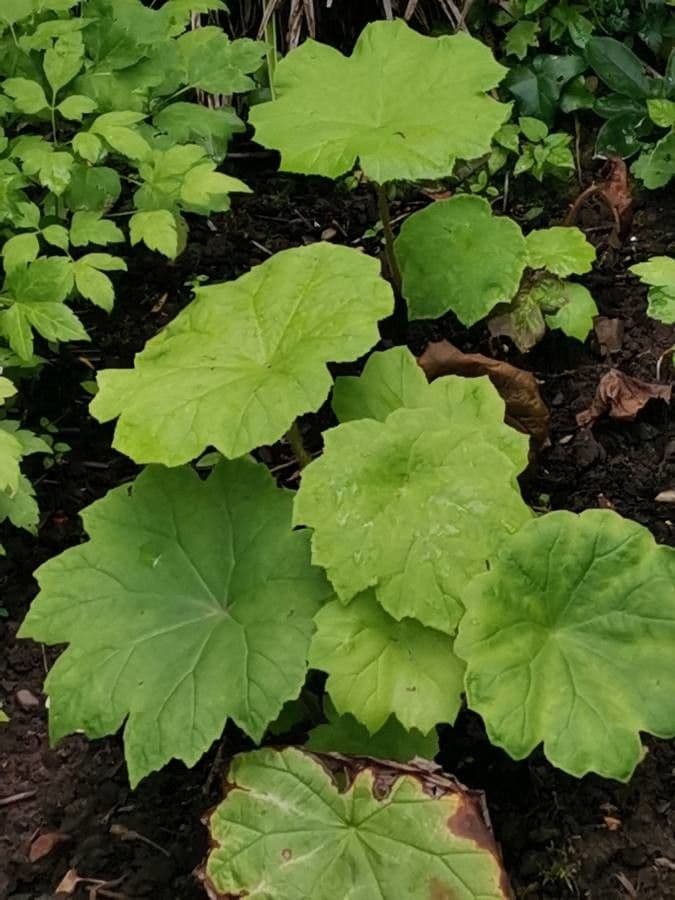 Astilboides 7