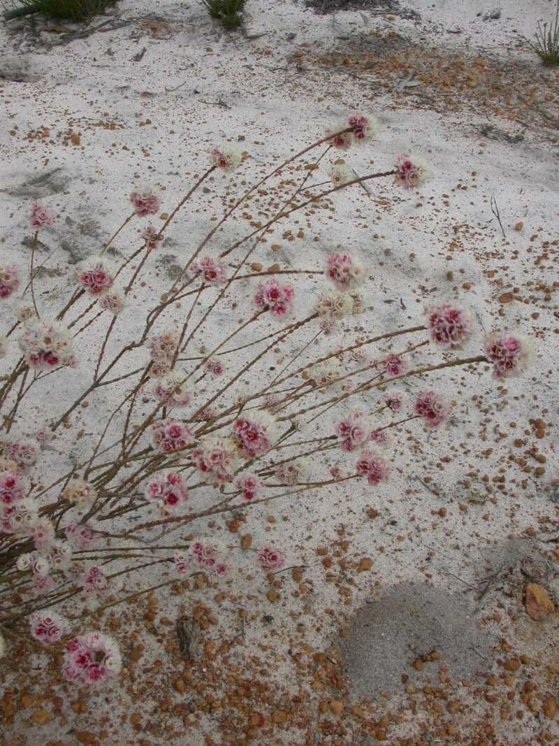 Verticordia 2