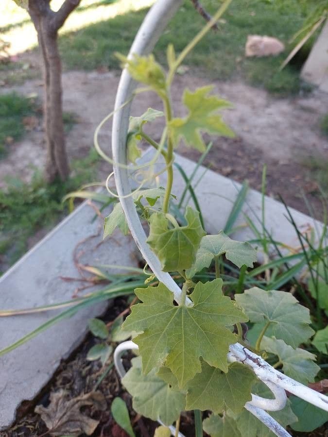 Calebasse odorante 2