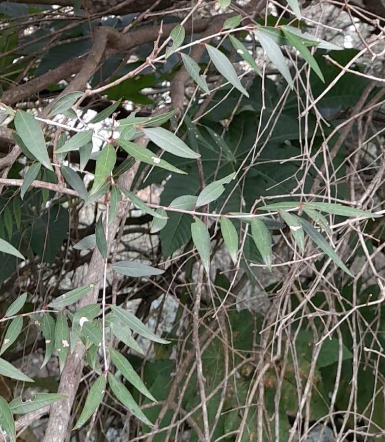 Blepharocalyx 14