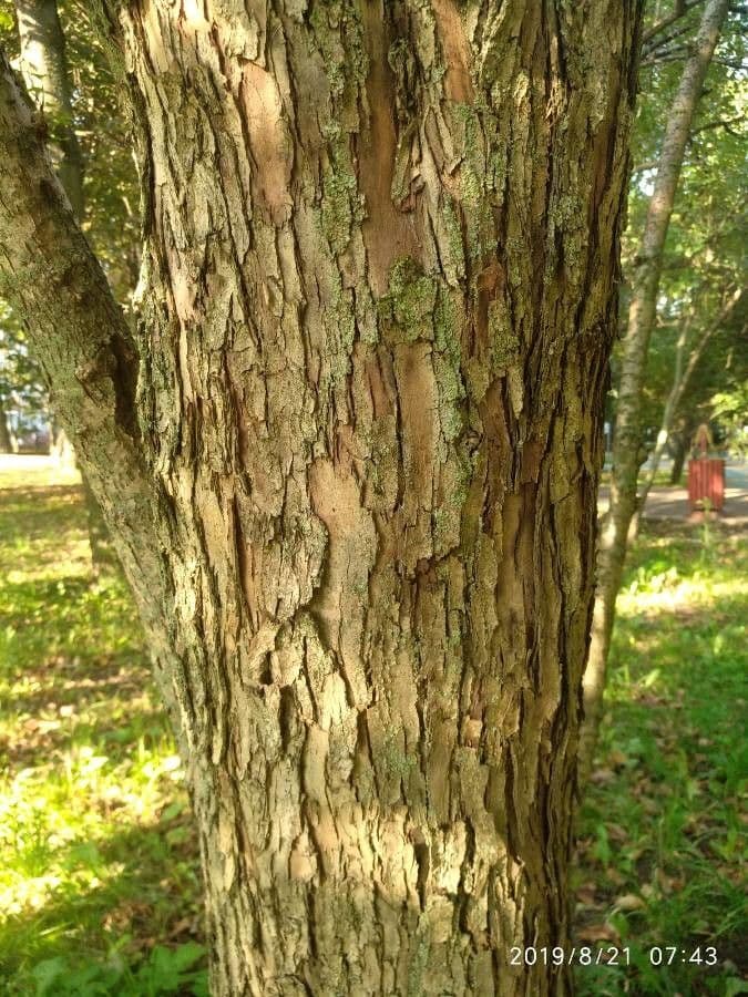 Jarabina brekyňová 24