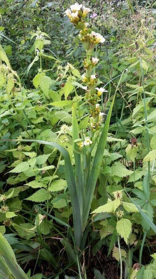 Sisyrinchium striato 13