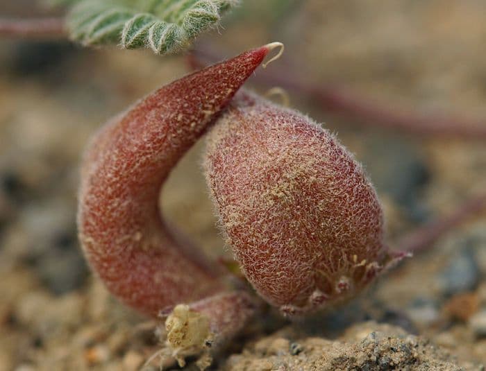 Astragalo 2