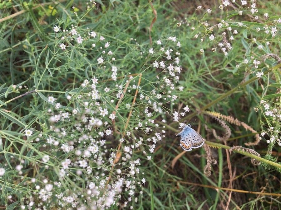 Gypsophila 6