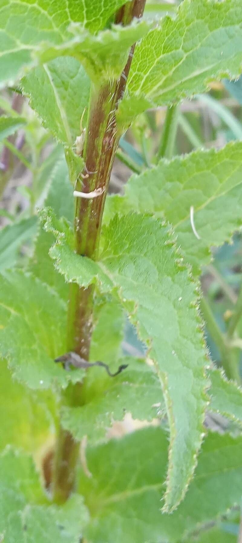 Campanula agglomerata 25