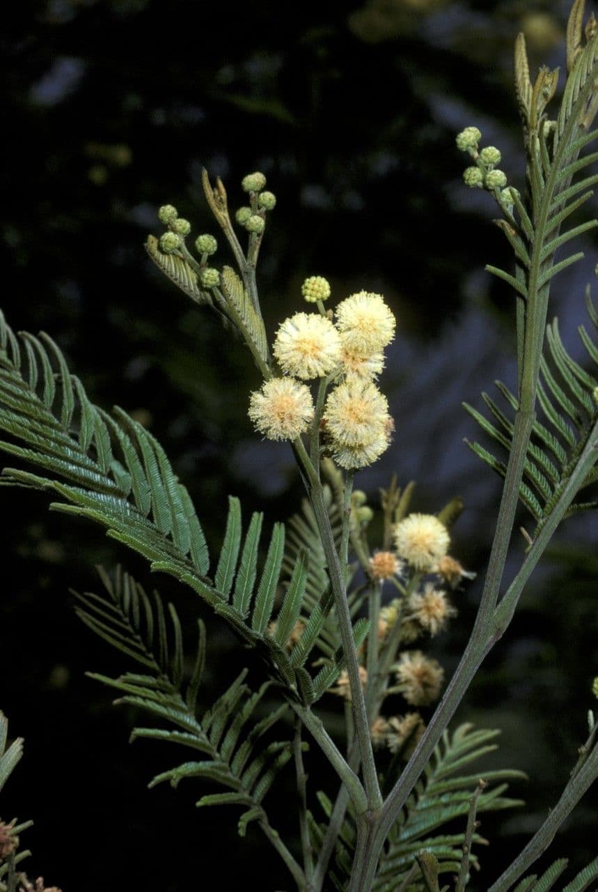 Grüne Wattle 6