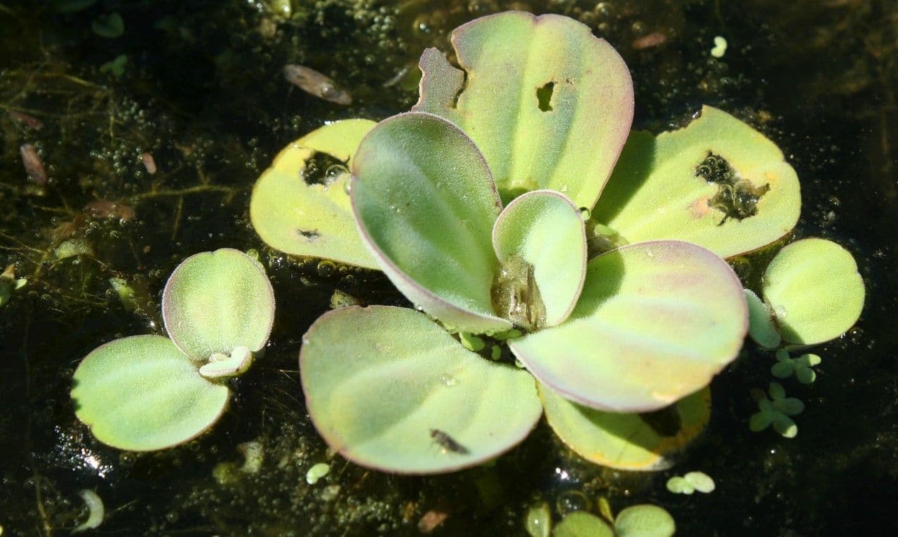 Lattuga d'acqua 3