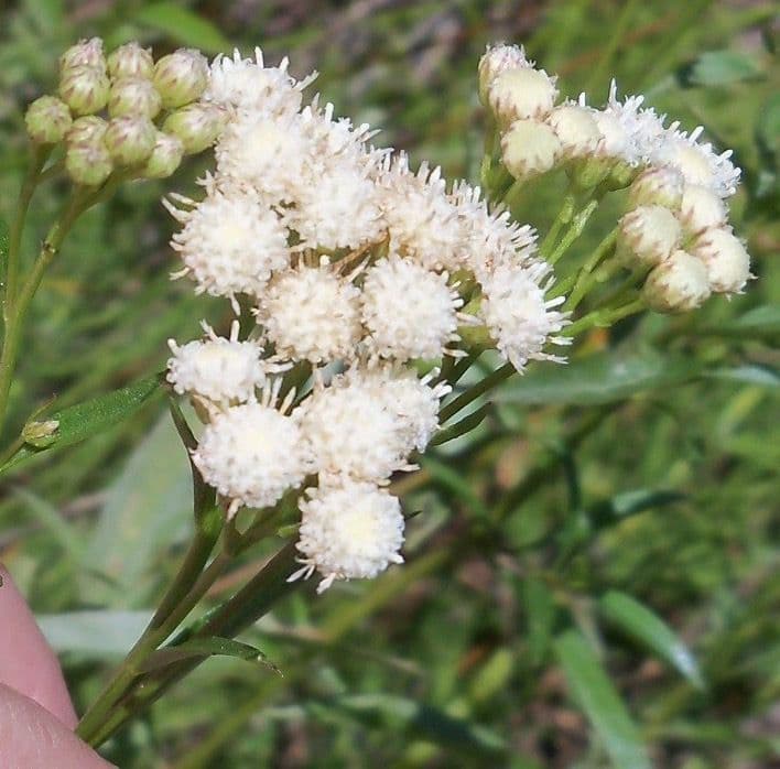 Baccharis 9