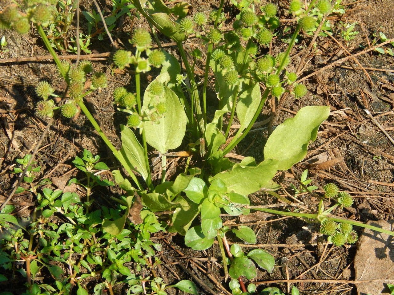 Upright burhead 4