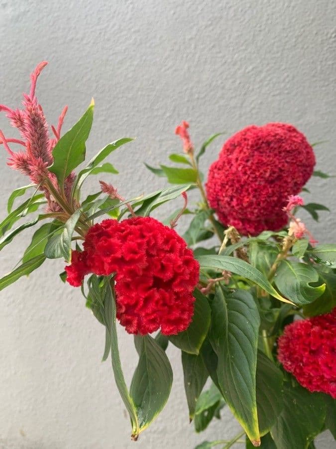Celosia argentea 27