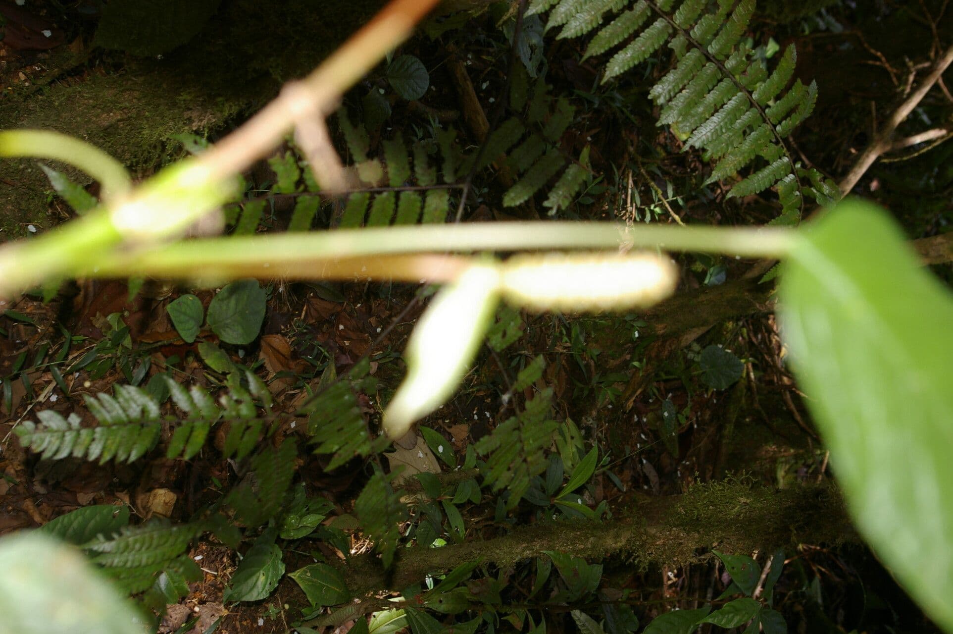 Anthurium a spata piccola 12