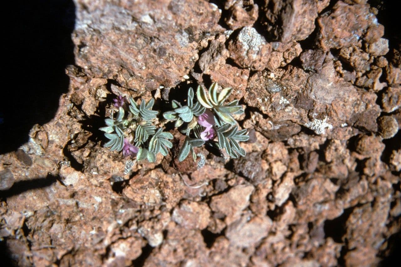 Astragalus 3