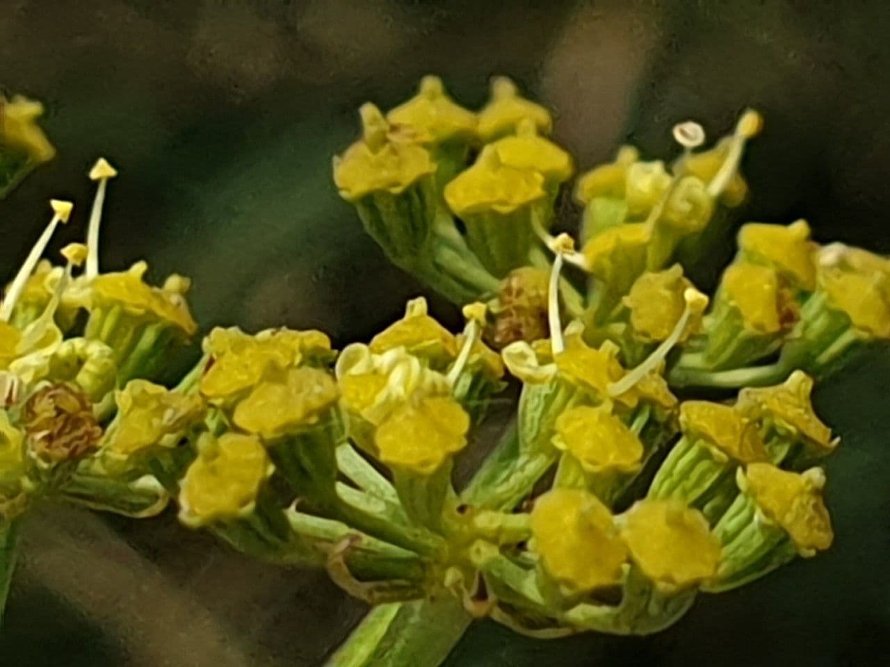 Prasina 4