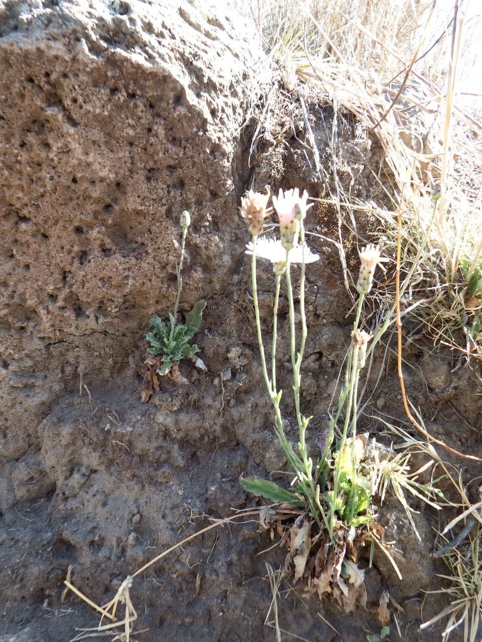 Pinaropappus roseus 7