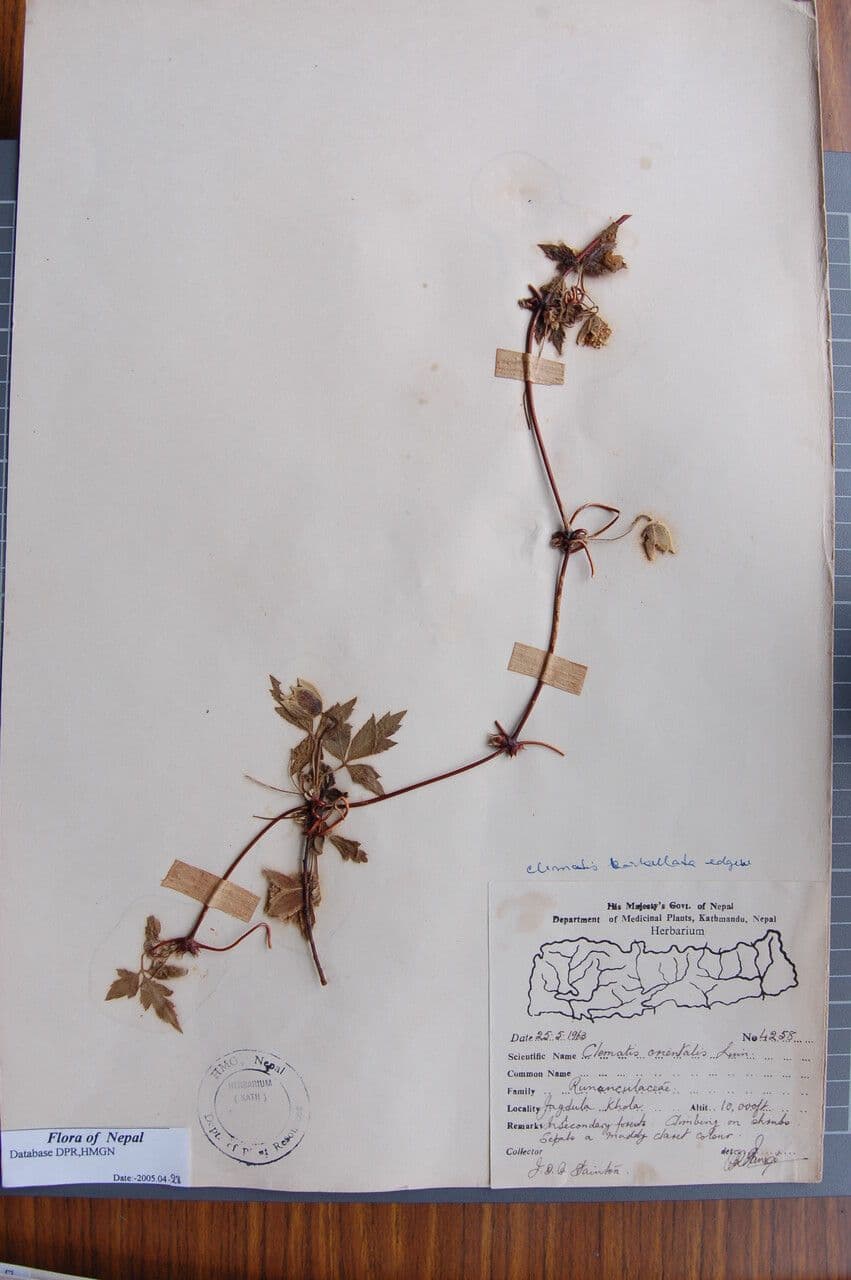 Clematis 6