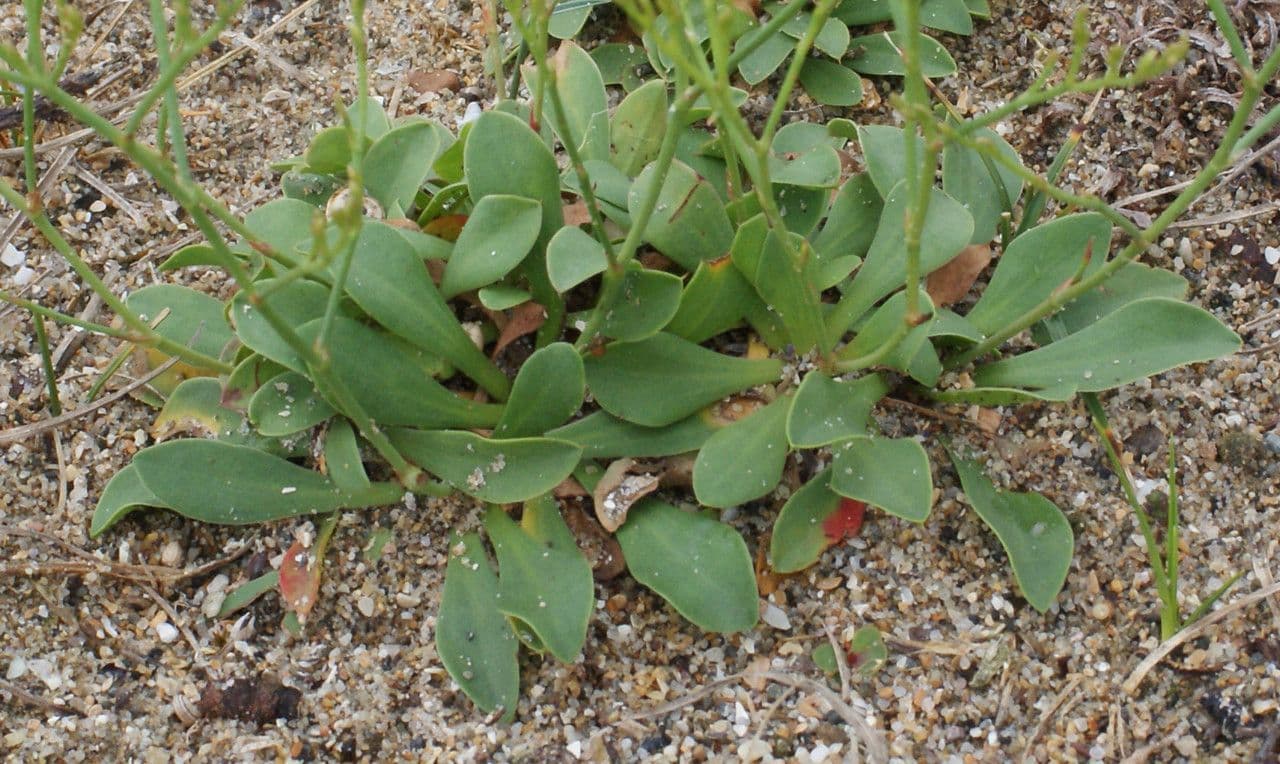 Limonka 16