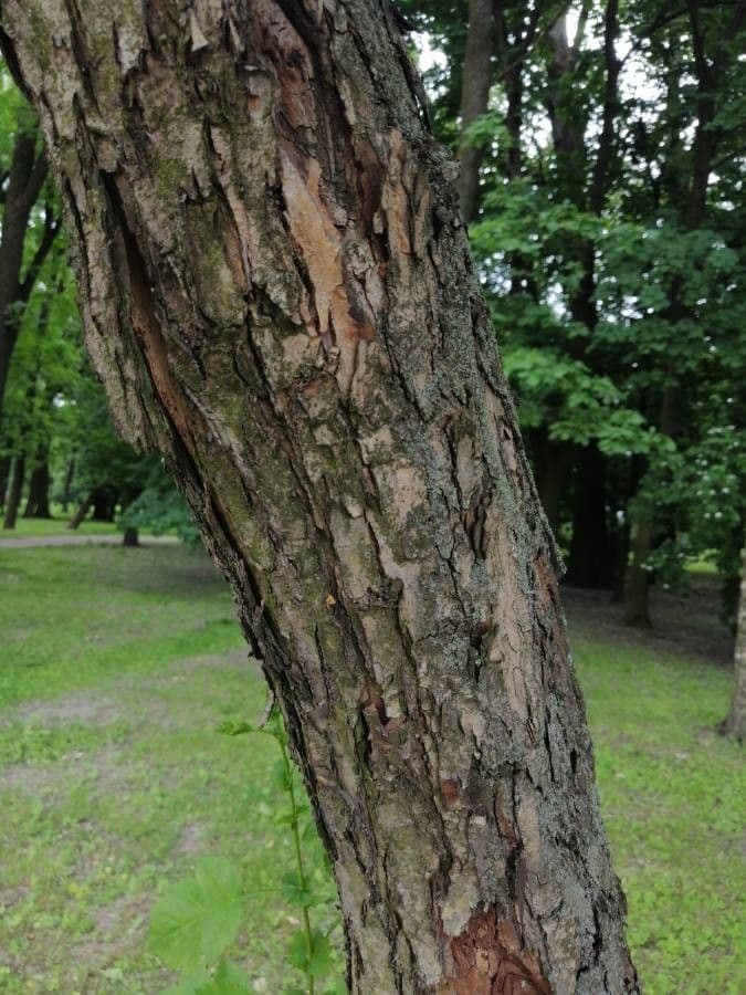 Breitblättrige Mehlbeere 21
