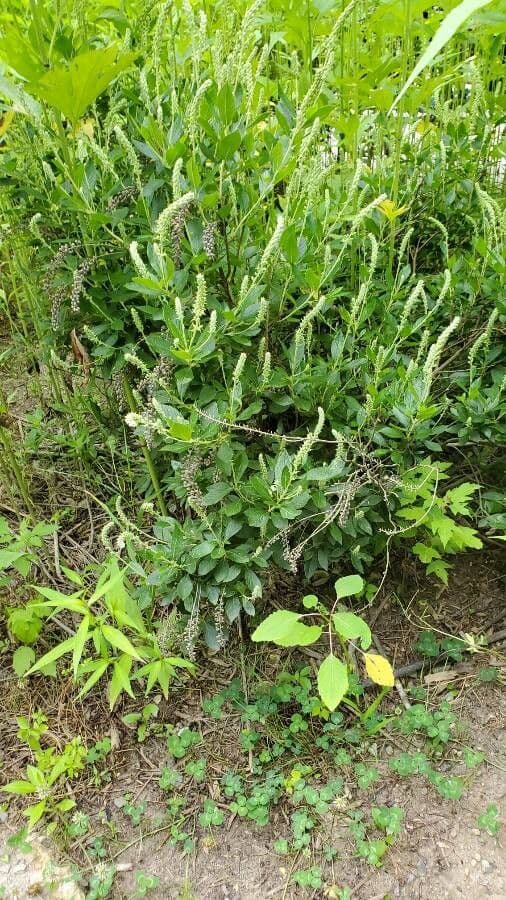 Clethra 29