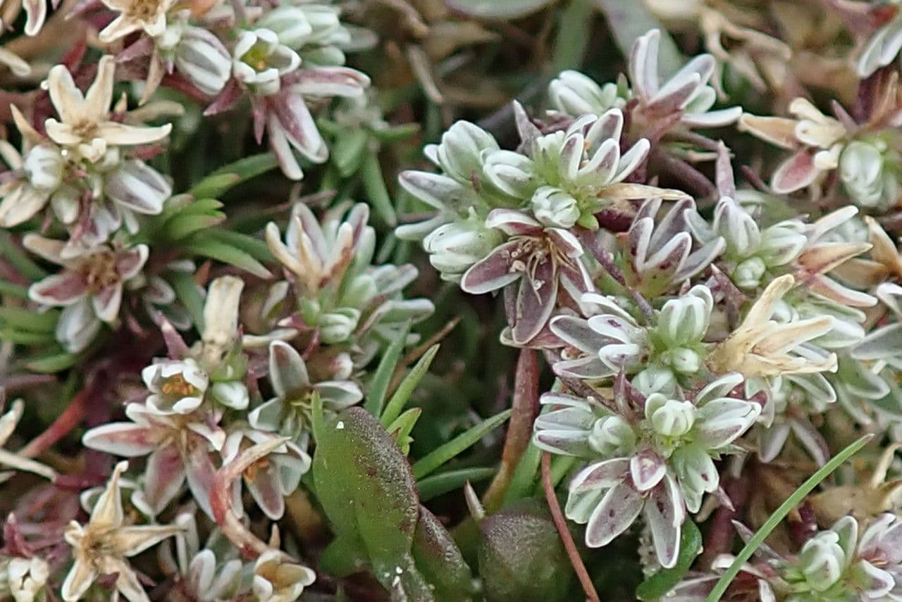 Centonchio perenne 3