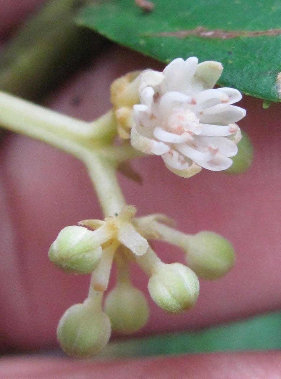Discophora