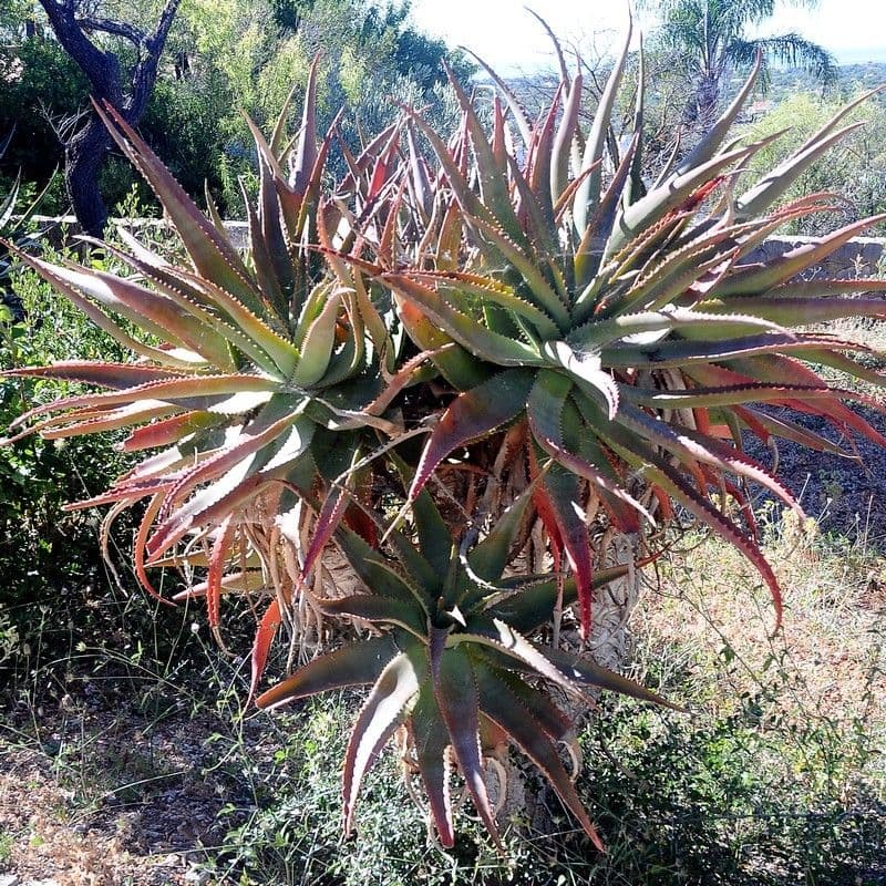 Aloe 3