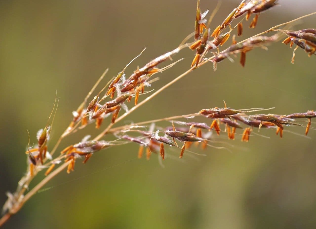Sorghastrum nutans 7