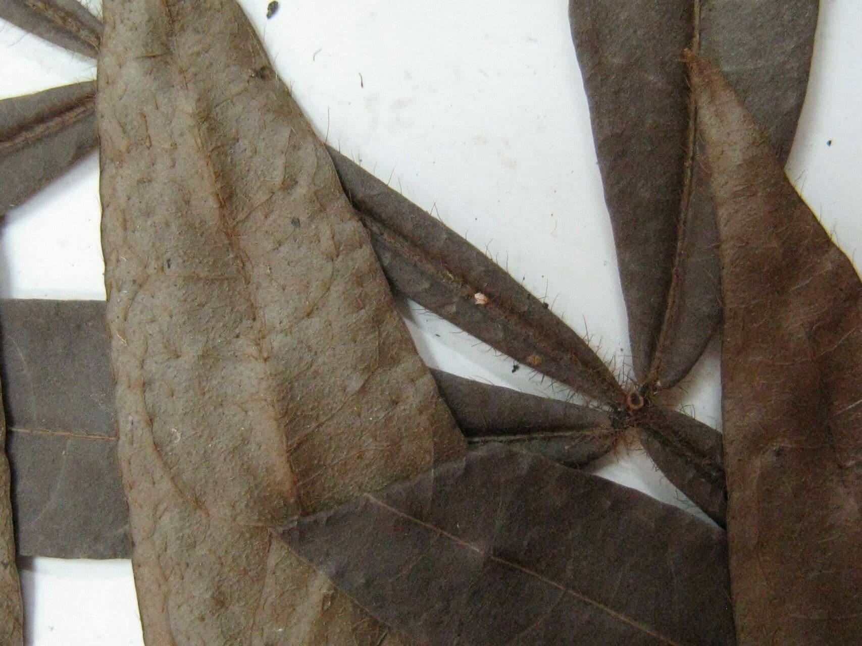 Inga