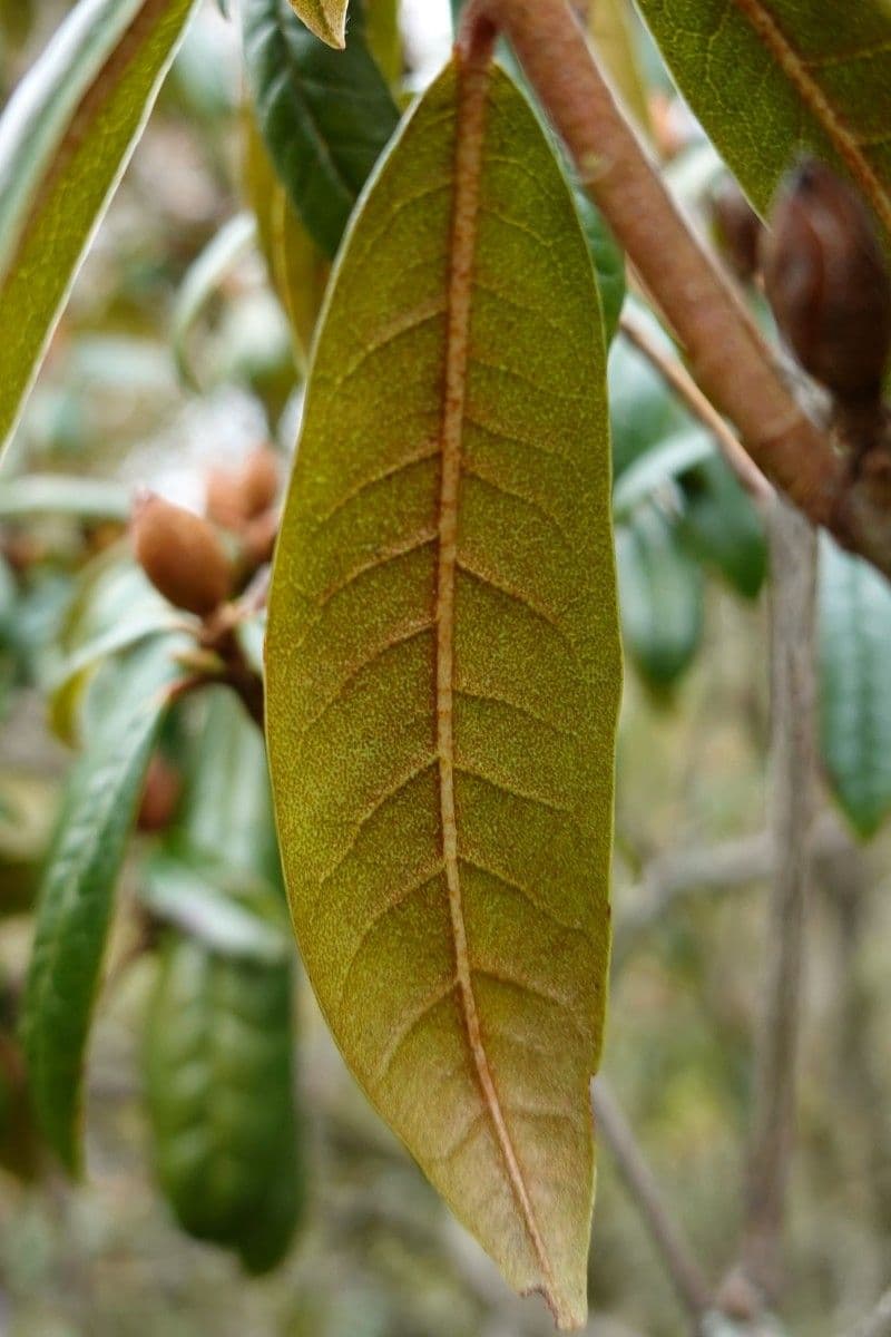 Rododendro 11