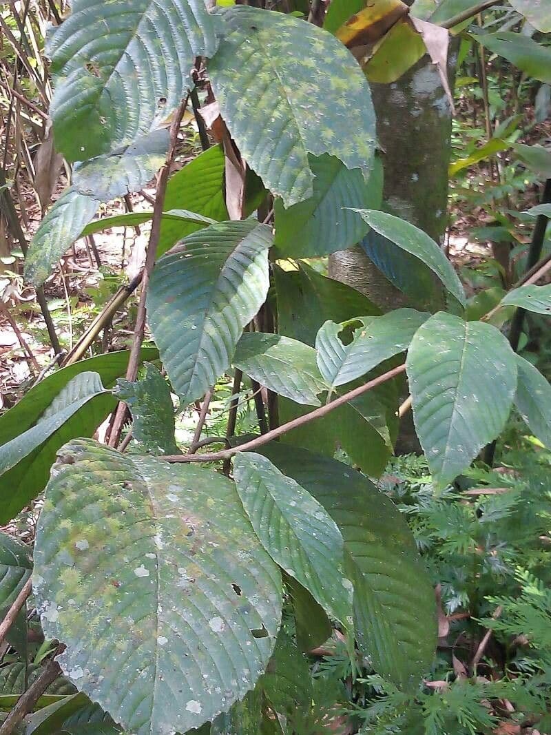 Tetracera