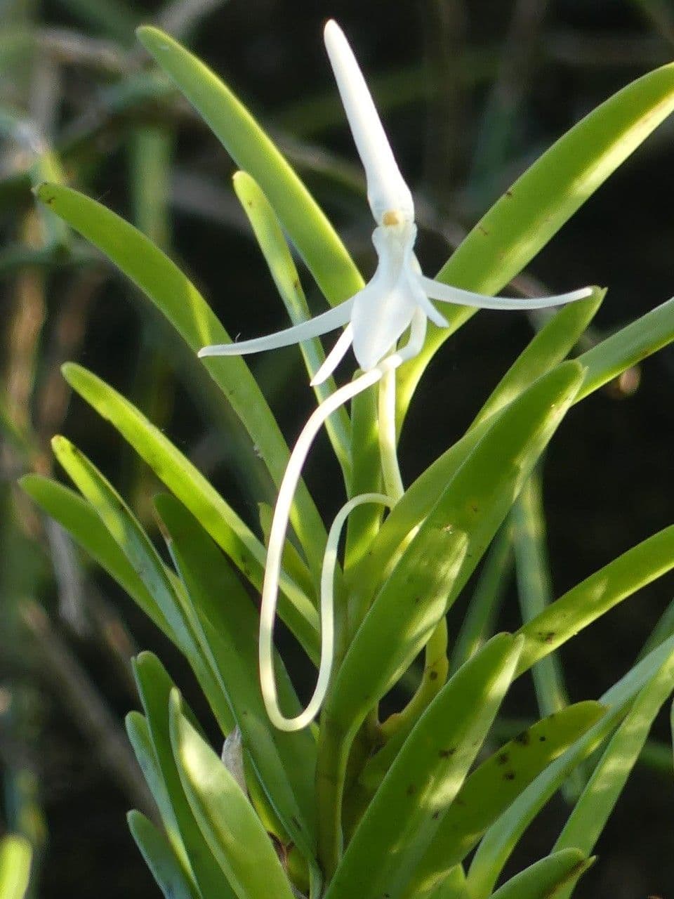 Jumellea