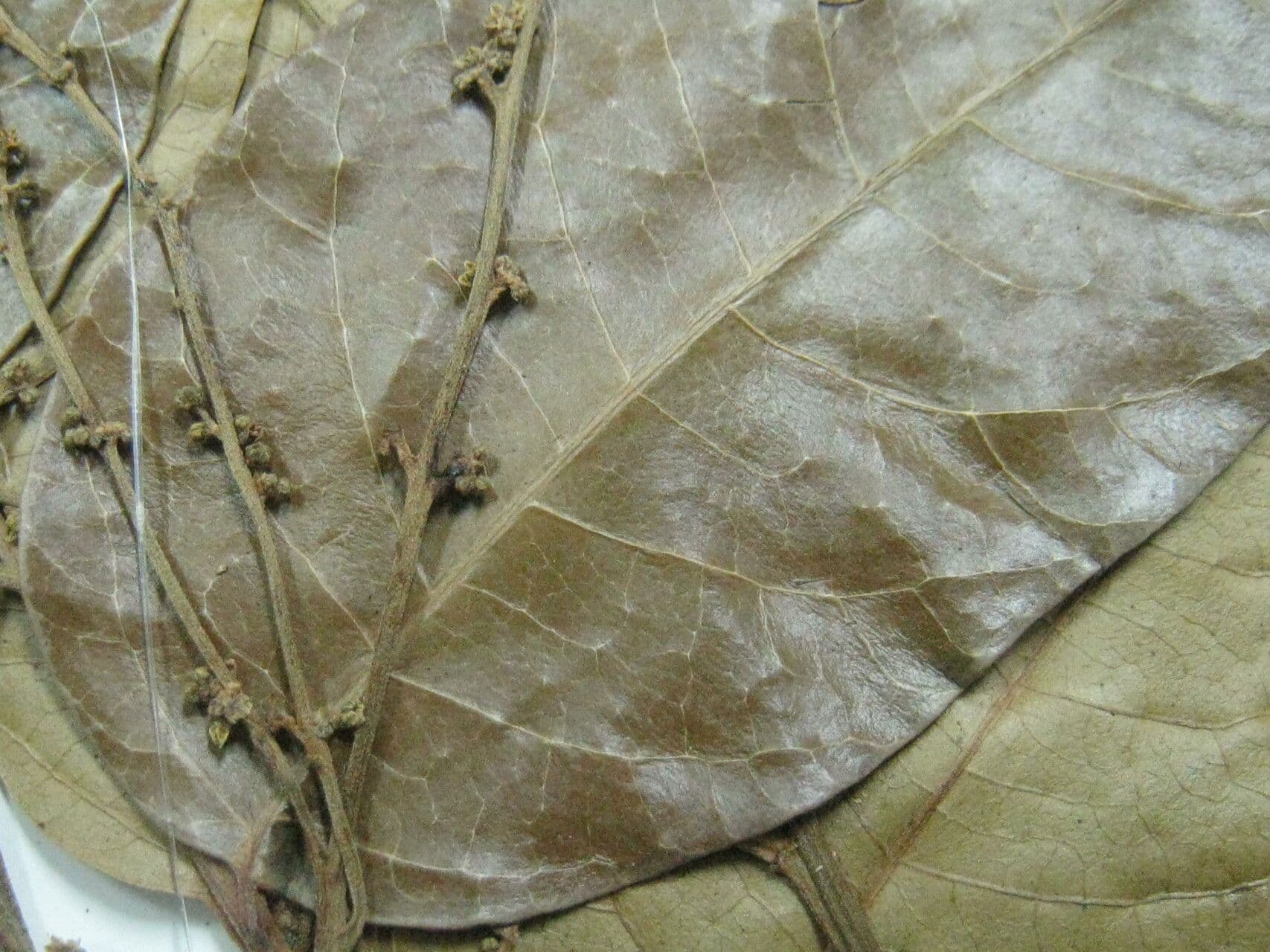 Loxopterygium 4