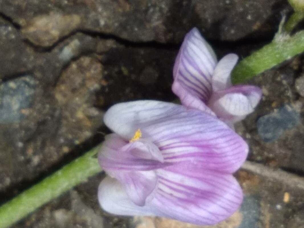 Astragalo austriaco 8