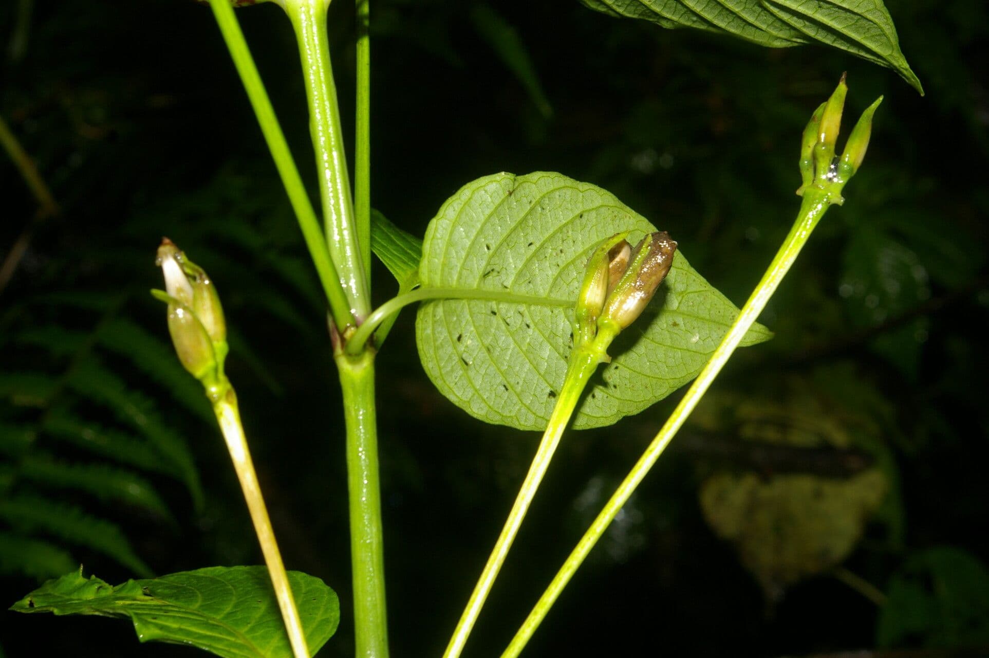 Poikilacanthus 9