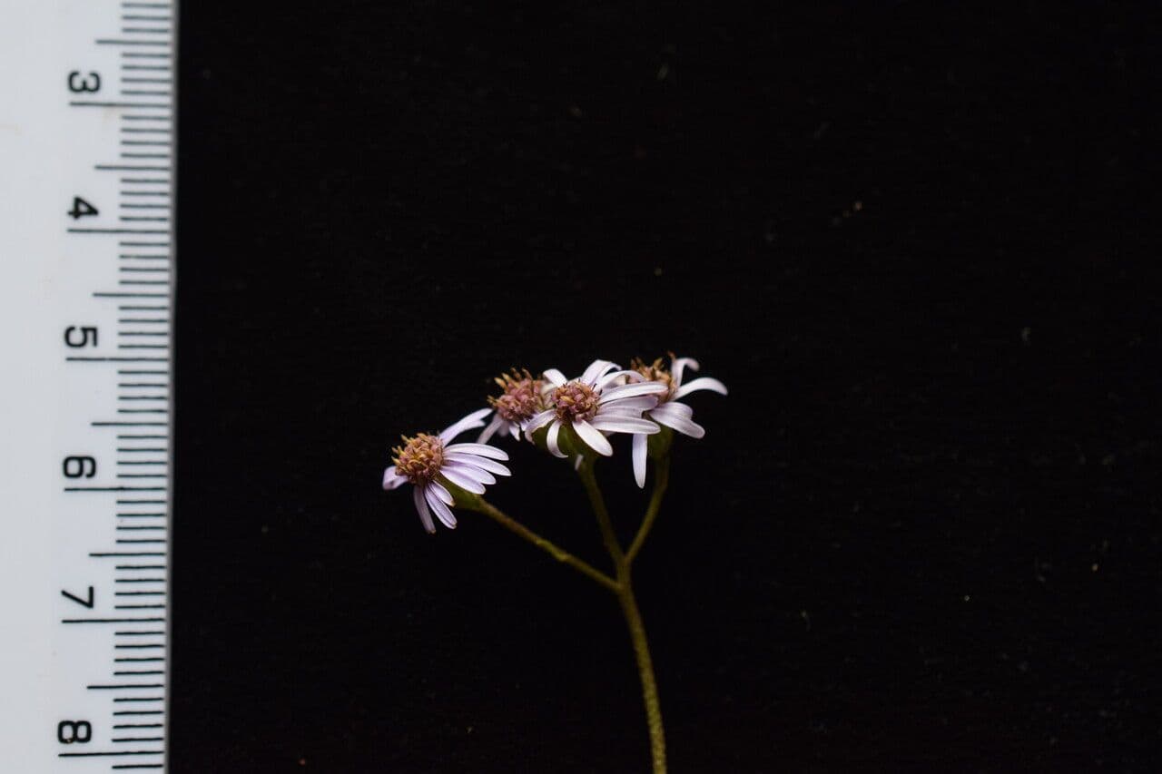 Aster 9