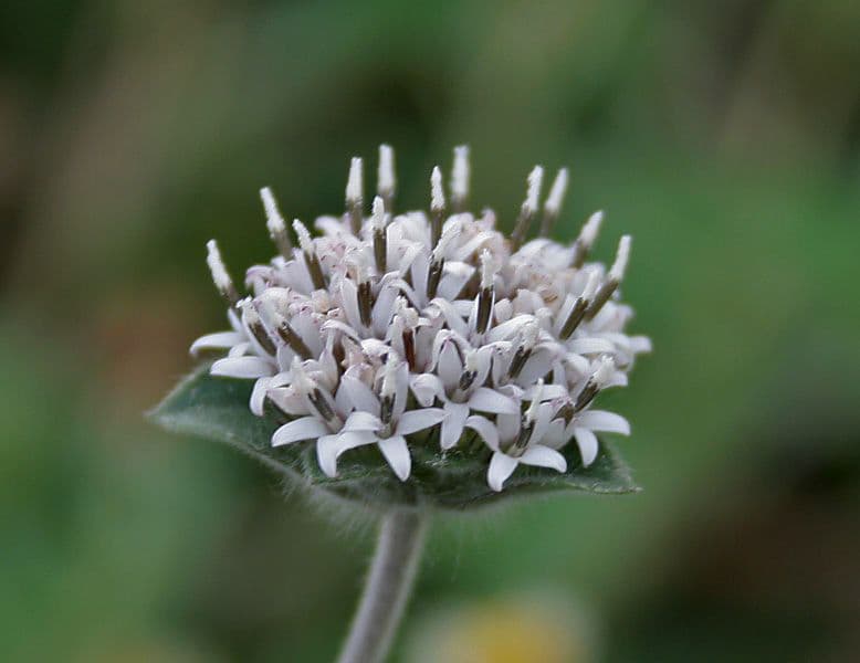 Lagascea 3