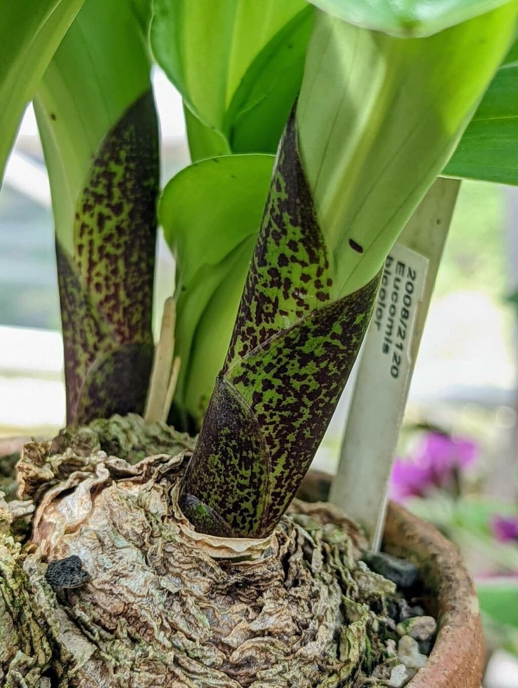 Eucomis 20