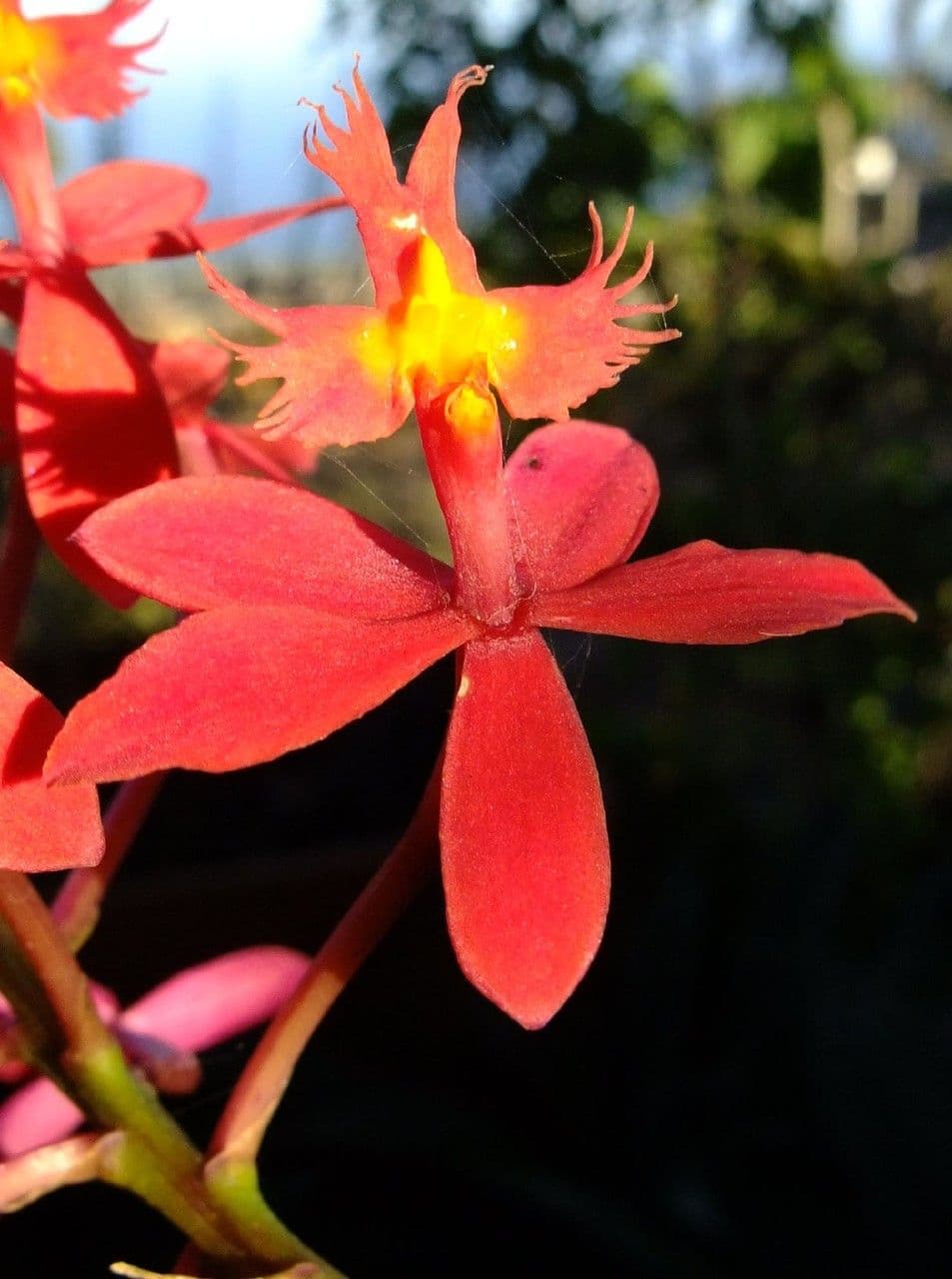 Epidendrum ibaguense 6