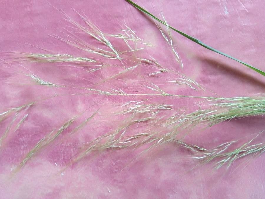 Aristida 3