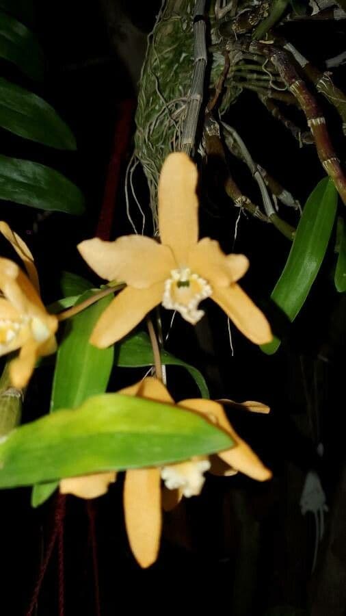 Dendrobium 6