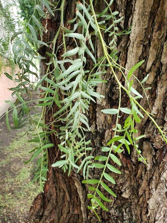 Schinus areira 5