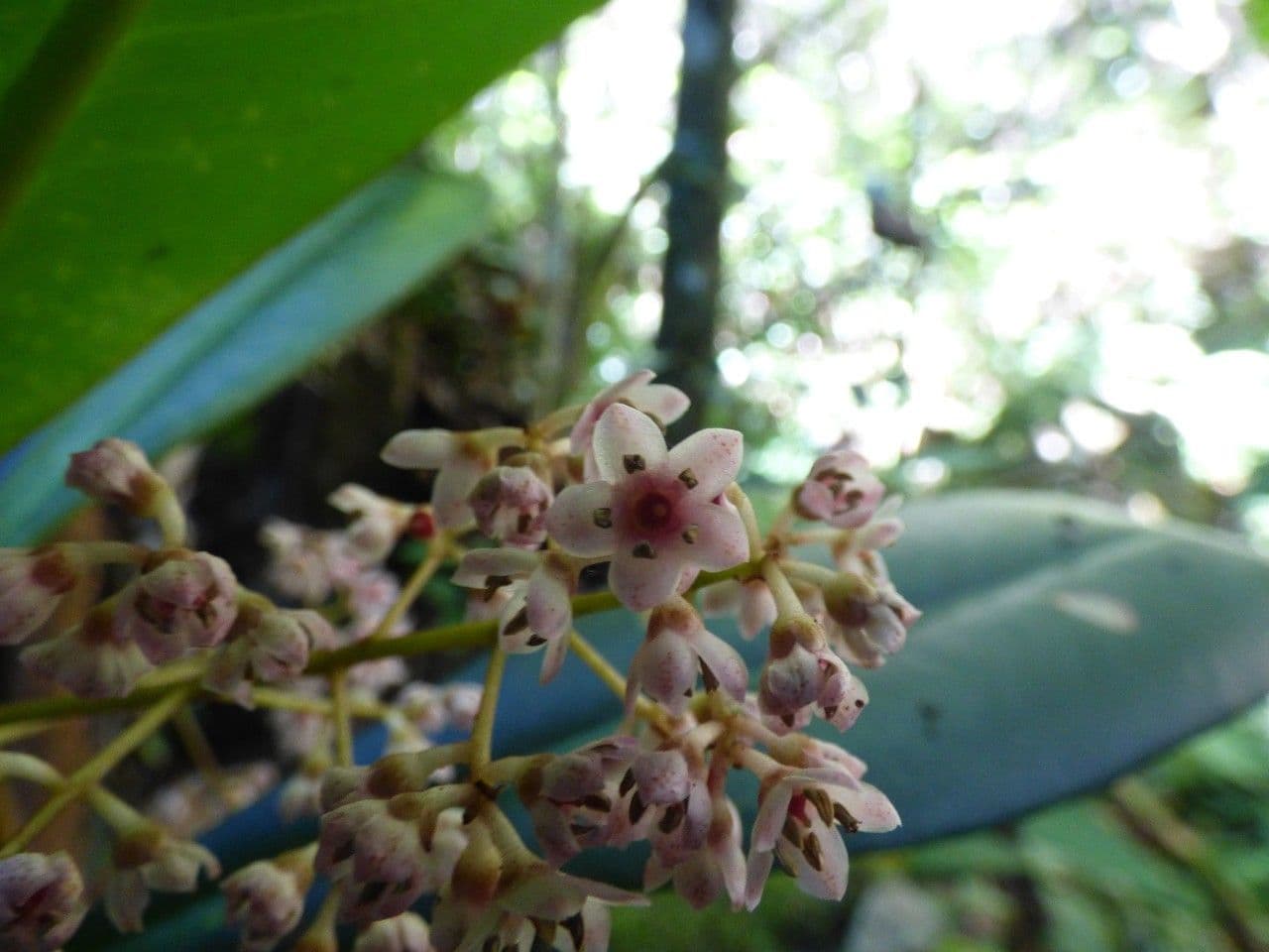 Badula 5