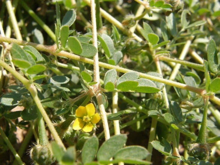 Kallstroemia californica 5
