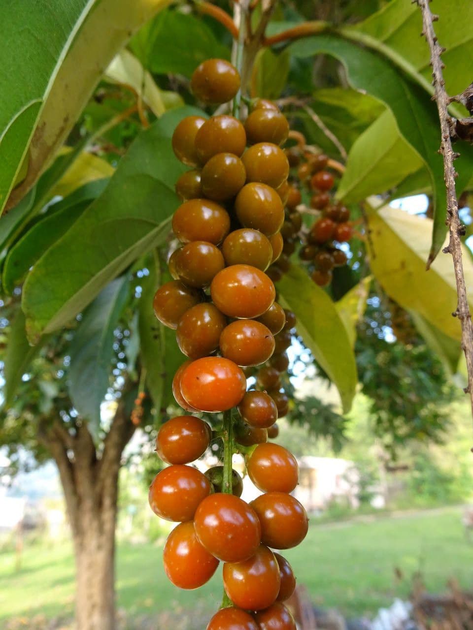 Citharexylum 2