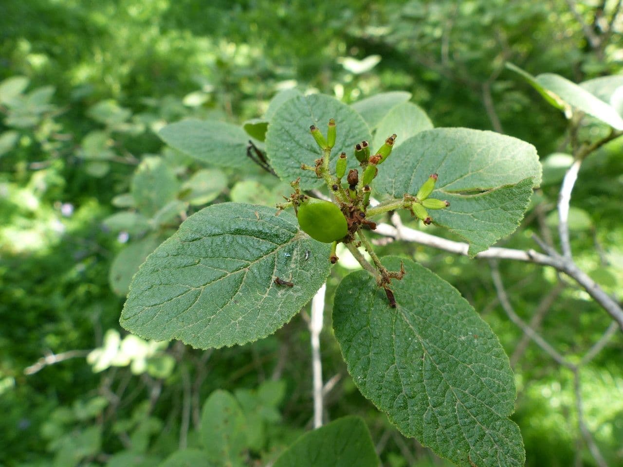 Cotoneaster 8
