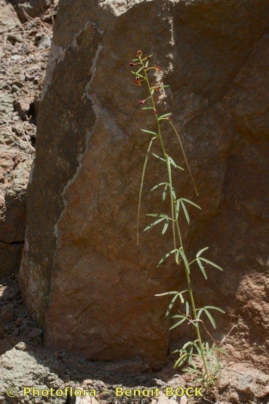 Cleome violacea 11