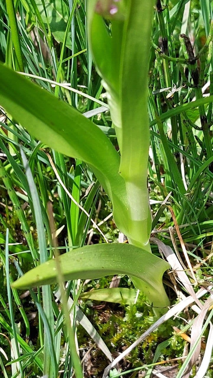 Orchide incarnata 17