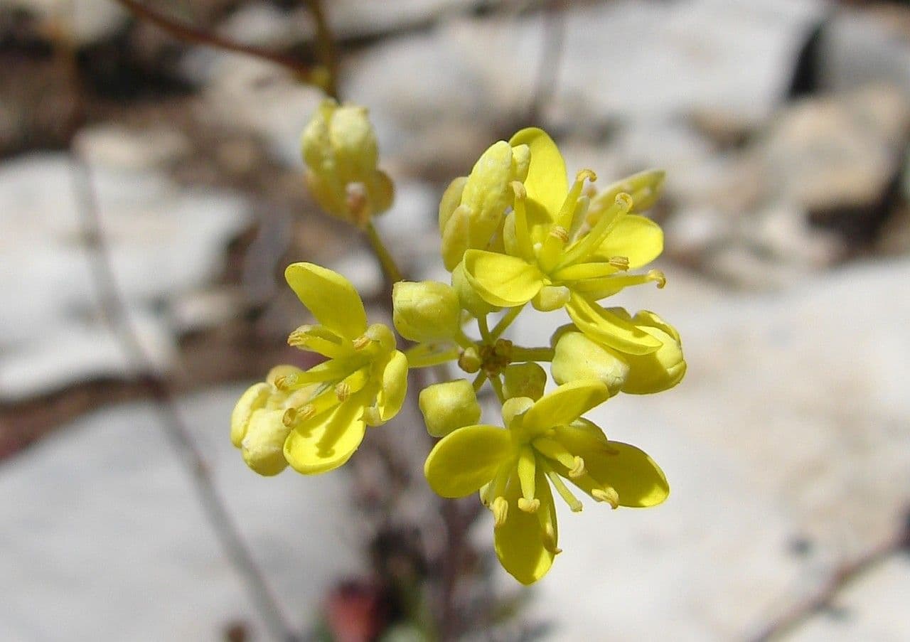 Biscutella 6